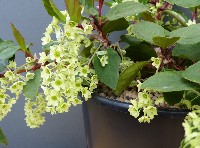 Ribes laurifolium 'Amy Doncaster'